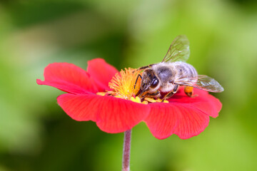 Bee - Apis mellifera - pollinates cinquefoils - Potentilla „Flamenco“ - obrazy, fototapety, plakaty
