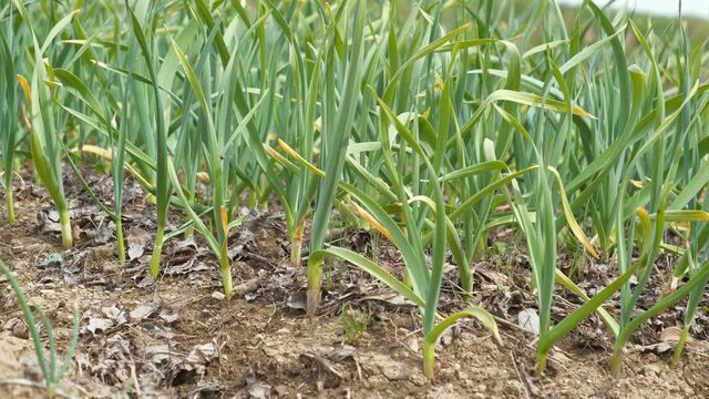 Young green garlic grows in garden