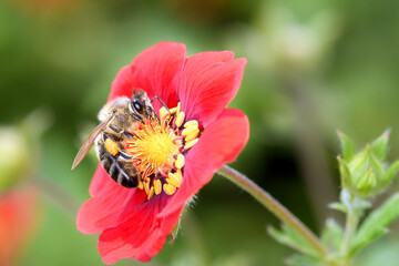 Bee - Apis mellifera - pollinates cinquefoils - Potentilla „Flamenco“
