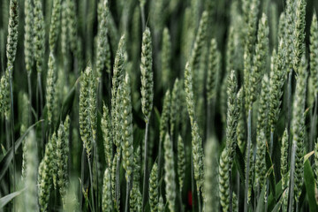 Rye field in Ukraine