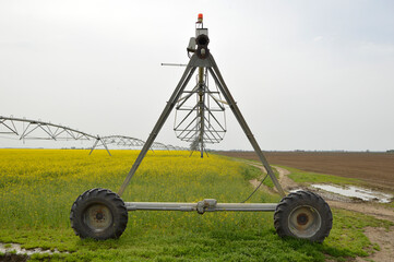 blooming rapeseed field with irrigation system in Vojvodina