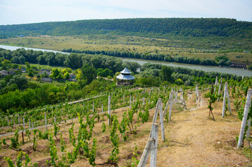 top view of the grape terrace, the river and the sky. near the river you can see the houses of a small village, and on the other side a hill overgrown with forest