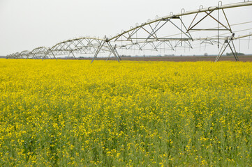 blooming rapeseed field with irrigation system in Vojvodina