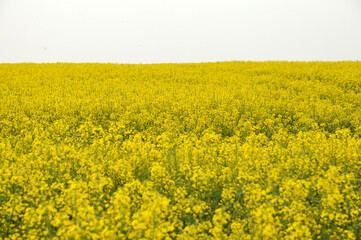 Obraz premium yellow blooming rapeseed field in Vojvodina