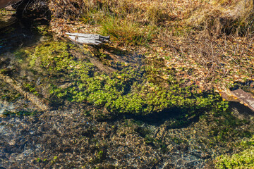Scenic autumn landscape with clear water of mountain brook with green plants and yellow fallen leaves in grass. Underwater flora on bottom of beautiful mountain creek with transparent water surface.