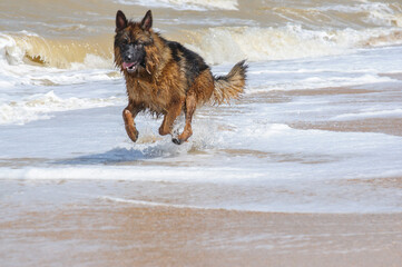 Playful german shepherd dog running along the beach on a seashore in hot summer day