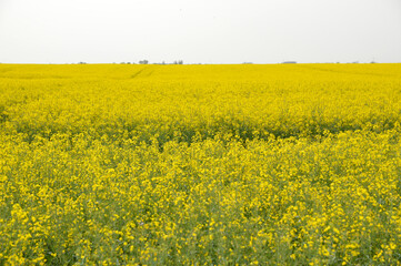 Fototapeta premium yellow blooming rapeseed field in Vojvodina