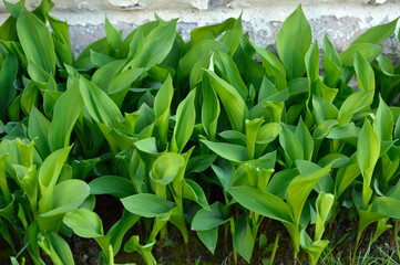 lily of the valley green leaves
