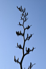 Silhouette of Flower Spike on Large Plant against Blue Sky 