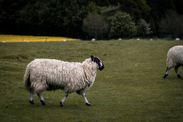 A lone sheep walking through a field in Tatton Park.