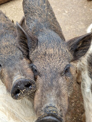 pigs in the summer in a wooden outdoor paddock