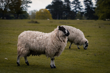 Some sheep standing in a field in Tatton Park.