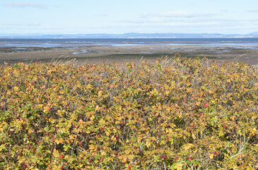 Obraz premium Wild Rose Bushes on Seashore with Horizon & Blue Sky 
