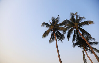 Coconut tree on blue sky background in evening at Thailand.
