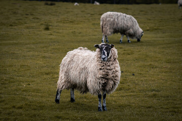 Sheep standing in a field in Tatton Park.