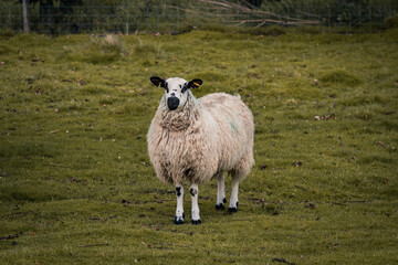 A sheep standing in a field in Tatton Hall.