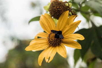 Yellow flower with black wasp - Flor amarela com marimbondo preto