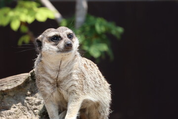 beautiful watchful watchful watching ledge safari wild animal zoo
