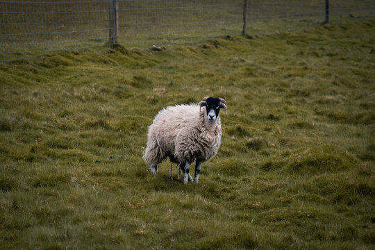 A Sheep Standing In A Field In Tatton Hall.