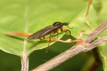 fly Bibio pomonae female on a leaf