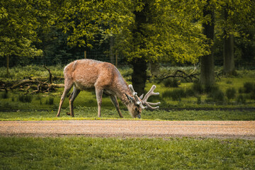A deer grazing upon the grass in a field in Tatton Hall.