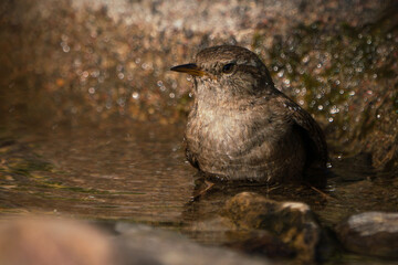 Eurasian wren sitting in the water of a small stream with the head turned left in evening light