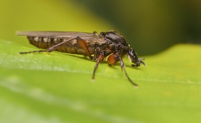 fly Bibio pomonae female on a leaf