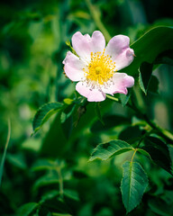 flower, tulip, spring, nature, red, garden, blossom, plant, green, bloom, flowers, tulips, flora, beauty, isolated, pink, petal, summer, floral, yellow, beautiful, color, natural, fresh, leaf