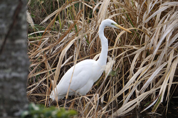 冬　エサを探すダイサギ