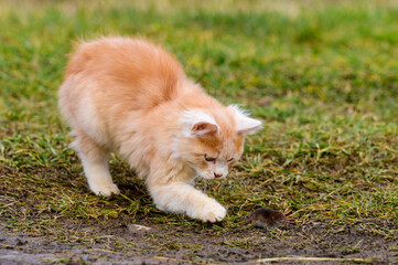 A hungry red predator is playing with a mole, a cat has caught a mole.