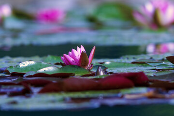 Fototapety na wymiar - Fototapeta24.pl