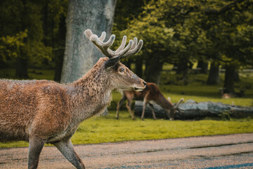 A deer wandering through a field in Tatton Hall.