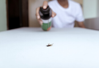 Close up view. People killing bug with spraying of insecticide spray can. The flying ant died on...