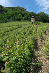Fototapeta na wymiar Looking up a vineyard near Bonn, Germany, on a sunny day