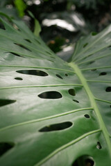 close-up of monstera leaf with holes 