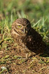 Família de corujas no parque em Mairiporã, interior de São Paulo - Owl family in the park in Mairiporã, São Paulo countryside