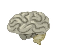 Brain icon isolated on white background. Colorful human organ cartoon vector illustration. Human anatomy for medical, science or healthcare designs. Flat style.