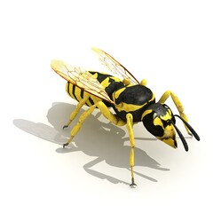 Wasp isolated on white background. 3d illustration