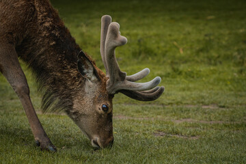 A deer grazing upon the grass in a field in Tatton Hall.