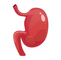 Stomach icon isolated on white background. Colorful human organ cartoon vector illustration. Human anatomy for medical, science or healthcare designs. Flat style.