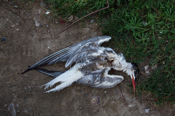 dead seagull cub on the grass in the open field