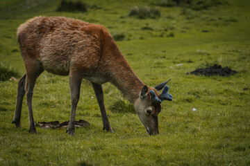 A deer grazing upon the grass in a field in Tatton Hall.