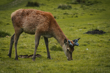 A deer grazing upon the grass in a field in Tatton Hall.