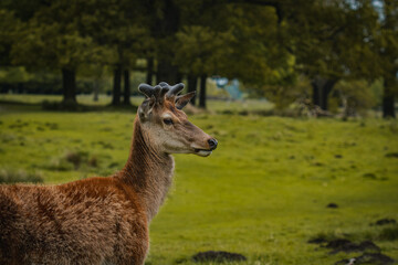 Deer wandering through a field in Tatton Hall.