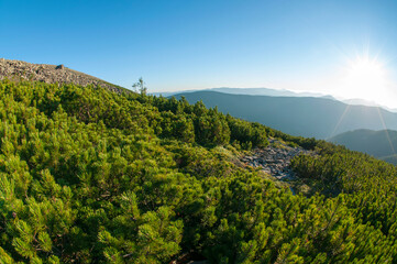 beautiful mountains covered with forest and alpine pine under blue sky