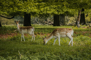 Two young deer standing together nestled under the trees in Tatton Hall.