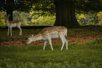 Two young deer standing together nestled under the trees in Tatton Hall.