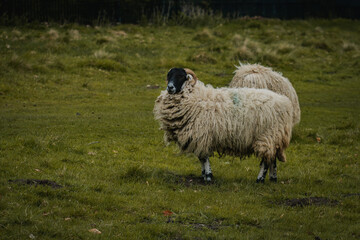 Naklejka premium A sheep standing in a field in Tatton Hall.