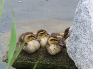 ひな鳥のかくれんぼ