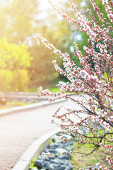 Cherry blossom bushes in the park on a sunny spring day. Bokeh, selective soft focus, blurred effect.